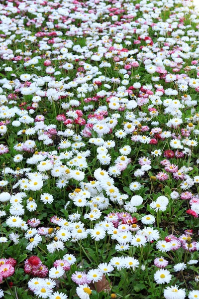 灿烂的春天花朵的冰雹 白色的雏菊和粉红色的菊花 在花坛上开着粉色和白色的低矮春花 — 图库照片