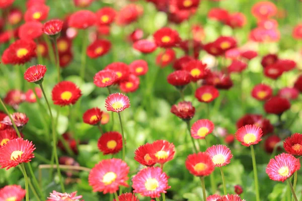 Lichtung Heller Frühlingsblumen Rote Kleine Blumen Auf Verschwommenem Hintergrund Blumen — Stockfoto