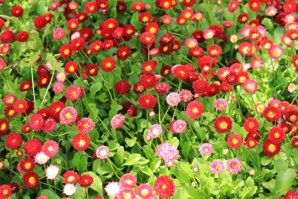 Lichtung Heller Frühlingsblumen Rote Kleine Blumen Auf Verschwommenem Hintergrund Blumen — Stockfoto