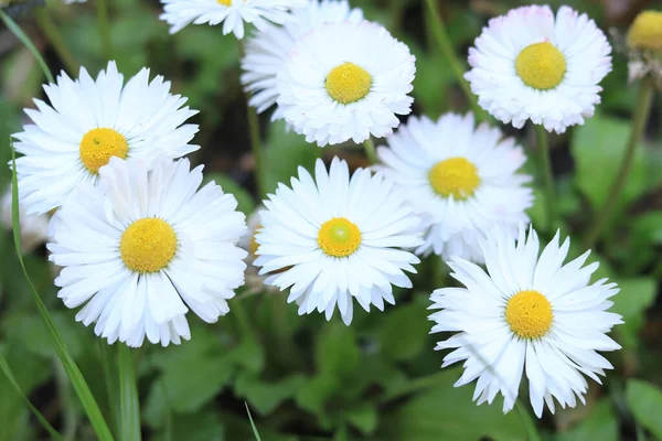 Schöne Weiße Gänseblümchen Draufsicht Frühlingsblumen Aus Nächster Nähe Natürlicher Hintergrund — Stockfoto