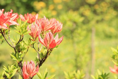Rododendron çalıları parlak çiçeklerle çiçek açıyor. Bulanık arkaplanda portakal çiçeği tomurcukları. Parkta çiçek açan çalılar