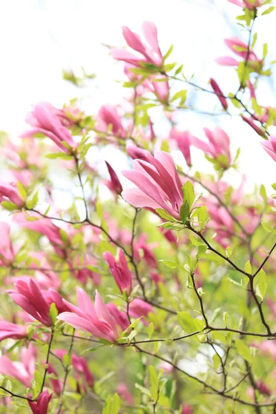 Large Pink Magnolia Flowers Blurred Background Flowering Shrub Tree Flowers — Stock Photo, Image