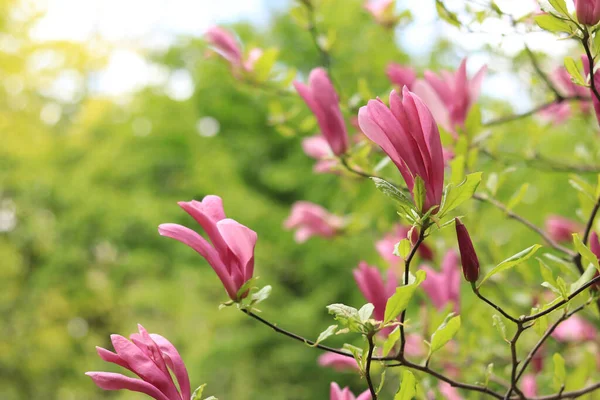 Large Pink Susan Magnolia Flowers Flowering Shrub Tree Flower Large — Stock Photo, Image