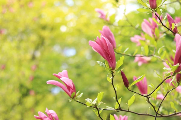 stock image Large pink magnolia flowers on a blurred background. Flowering shrub or tree. A flower with large curled petals