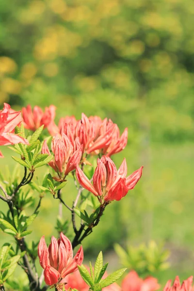 Rododendron çalıları parlak çiçeklerle çiçek açıyor. Bulanık arkaplanda portakal çiçeği tomurcukları. Parkta çiçek açan çalılar