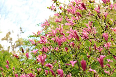 Bulanık arka planda büyük pembe manolya çiçekleri. Çiçekli çalı ya da ağaç. Büyük kıvrımlı yapraklı çiçekler. Bush tamamen çiçek açmış.