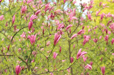 Bulanık arka planda büyük pembe manolya çiçekleri. Çiçekli çalı ya da ağaç. Büyük kıvrımlı yapraklı çiçekler. Bush tamamen çiçek açmış.