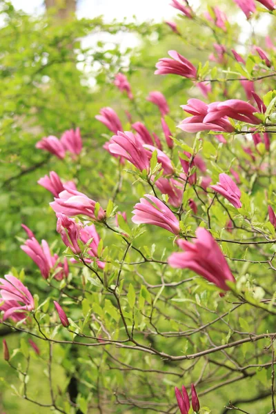 Large Pink Magnolia Flowers Blurred Background Flowering Shrub Tree Flowers — Stock Photo, Image