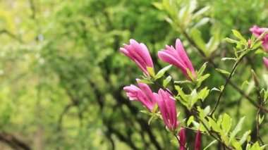 Bulanık arka planda büyük pembe manolya çiçekleri. Çiçekli çalı ya da ağaç. Büyük kıvrımlı yapraklı çiçekler. Bush tamamen çiçek açmış.