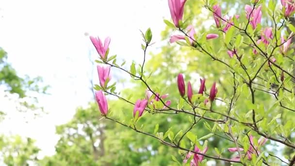 Grandi Fiori Magnolia Rosa Sfondo Sfocato Arbusto Albero Fiore Fiori — Video Stock