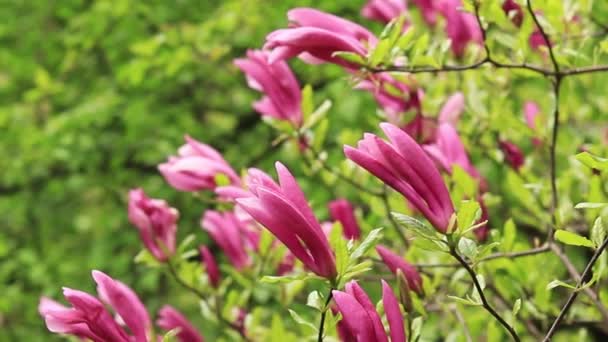 背景に大きなピンク色のマグノリアの花を咲かせます 開花低木または木 大きな丸い花弁を持つ花 満開のブッシュ — ストック動画