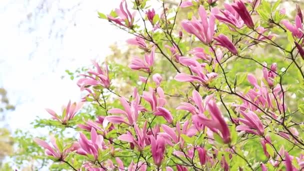 大的粉红色木兰花在模糊的背景上 开花的灌木或树 花瓣大卷曲的花 布什百花齐放 — 图库视频影像