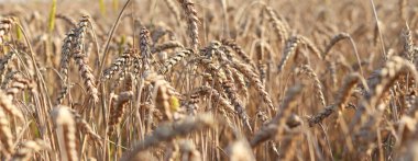 Wheat, close up. Spikelets of a cereal plant. Wheat business. Grain agriculture. Wheat field before harvest