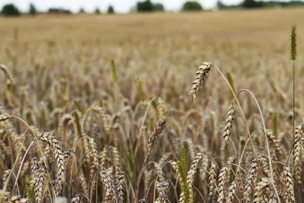 Wheat, close up. Spikelets of a cereal plant. Wheat business. Grain agriculture. Wheat field before harvest