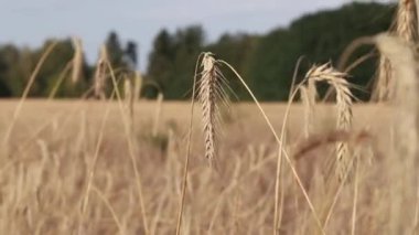 Wheat, close up. Spikelets of a cereal plant. Wheat business. Grain agriculture. Wheat field before harvest