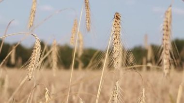 Wheat, close up. Spikelets of a cereal plant. Wheat business. Grain agriculture. Wheat field before harvest