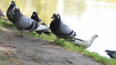 Göl kenarındaki parkta güvercinler. Kuşları ekmekle besle. Güvercinler yemek yerken yakınlaşır