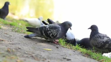Göl kenarındaki parkta güvercinler. Kuşları ekmekle besle. Güvercinler yemek yerken yakınlaşır
