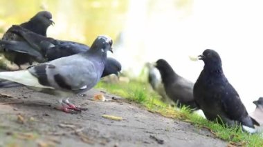 Göl kenarındaki parkta güvercinler. Kuşları ekmekle besle. Güvercinler yemek yerken yakınlaşır
