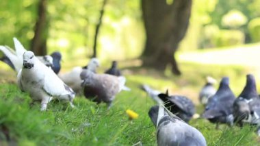 Göl kenarındaki parkta güvercinler. Kuşları ekmekle besle. Güvercinler yemek yerken yakınlaşır