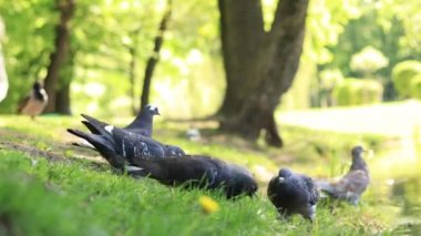 Karga güvercinlerden yiyecek alıyor. Göl kenarındaki parkta güvercinler. Kuşları ekmekle besle. Güvercinler yemek yerken yakınlaşır