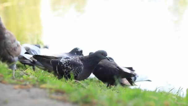Palomas Parque Cerca Del Lago Alimenta Los Pájaros Con Pan — Vídeos de Stock
