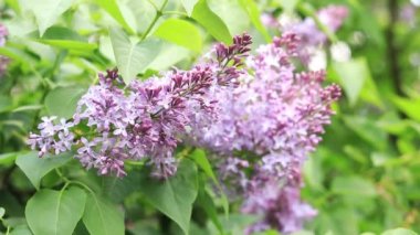 Çiçekli leylak, doğal arka plan. Büyük bir leylak dalı çiçek açar. Bahar leylağının parlak çiçekleri