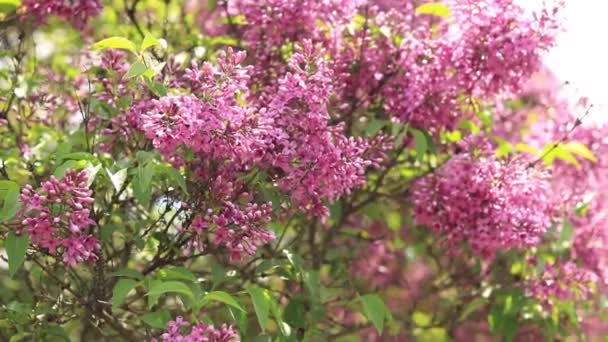 Lilas Fleurs Fond Naturel Une Grande Branche Fleurs Lilas Fleurs — Video