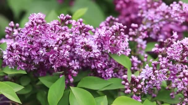 Floração Lilás Fundo Natural Grande Ramo Flores Lilás Flores Brilhantes — Vídeo de Stock