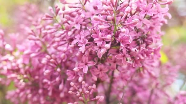 Blooming Lilac Natural Background Large Branch Lilac Blossoms Bright Flowers — Stock Video