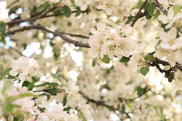 봄에는 자연적 배경을 나무가 피어나고 선택적 초점을 맞춘다 — 스톡 사진