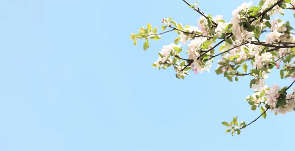 봄에는 자연적 배경을 나무가 피어나고 하늘을 배경으로 가까이 있습니다 — 스톡 사진