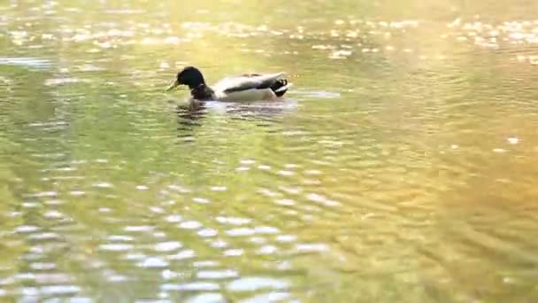 Ente Auf Dem See Der Erpel Frisst Ins Wasser Geworfene — Stockvideo
