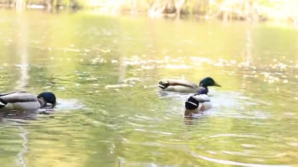 Ente Auf Dem See Der Erpel Frisst Ins Wasser Geworfene — Stockvideo
