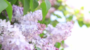 Parktaki leylak. Açık pembe leylağın çiçek açan dalları. Çiçek açan leylak çiçekleri