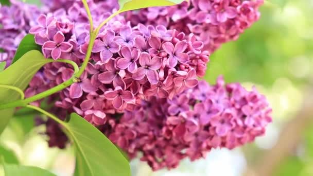 公园里的丁香粉红紫丁香花分枝特写 开花结果的淡紫色花 — 图库视频影像
