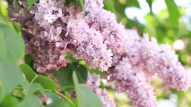 公园里的丁香淡粉紫丁香花分枝特写 开花结果的淡紫色花 — 图库视频影像