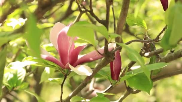 盛开的木兰花 粉红色的木兰花在模糊的背景下紧密相连 春天开花的树 — 图库视频影像