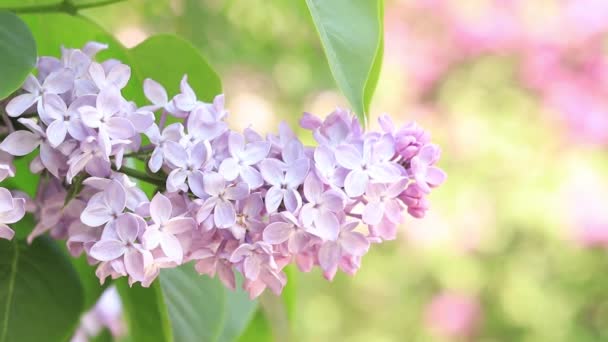 公园里的丁香淡粉紫丁香花分枝特写 开花结果的淡紫色花 — 图库视频影像