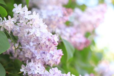 Çiçekli bahar arkaplanı. Leylak buketi açık pembe çiçek yaprakları. Yakın plan. Doğa. Leylak demeti
