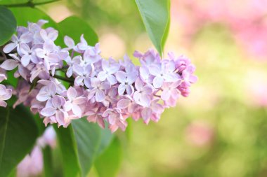 Parktaki leylak. Açık pembe leylağın çiçek açan dalları. Çiçek açan leylak çiçekleri
