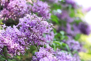 Parktaki leylak. Mor leylağın çiçek açan dalları. Çiçek açan leylak çiçekleri