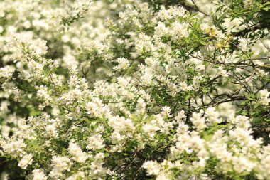 Güzel beyaz çiçekli bir bitki, ağaç ya da çalı. Doğal bahar geçmişi. Parkta bahar çiçekleri.