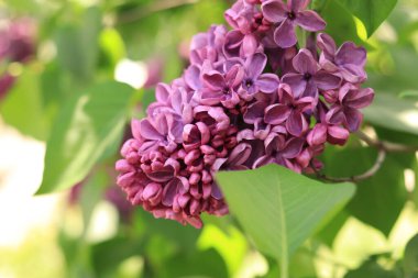 Parktaki leylak. Pembe leylağın çiçek açan dalları. Çiçek açan leylak çiçekleri