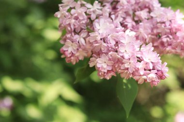 Soluk pembe çiçekli leylak rengi yakın plan. Romantik bir çiçek bayrağı için bol miktarda leylak çiçeği. Parktaki güzel leylak çiçekleri