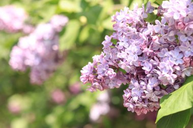 Pembe-mavi çiçekli leylak yakın plan. Romantik bir çiçek bayrağı için bol miktarda leylak çiçeği. Parktaki güzel leylak çiçekleri