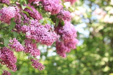 Pembe mor çiçeklerle yakın plan leylak. Romantik bir çiçek bayrağı için leylak çiçekleri bolluğu