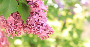 Mor leylak yakın plan. Pembe leylak. Güneş ışığında leylak çiçekleri. Önplanda çiçek açan açık pembe leylak dalı olan metin için bulanık arkaplan