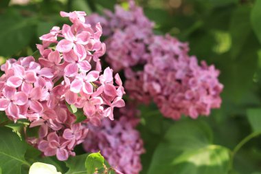 Çiçekler yakın plan. Pembe leylak çiçekli çiçek arkaplanı. Romantik bir çiçek bayrağı için leylak çiçekleri bolluğu