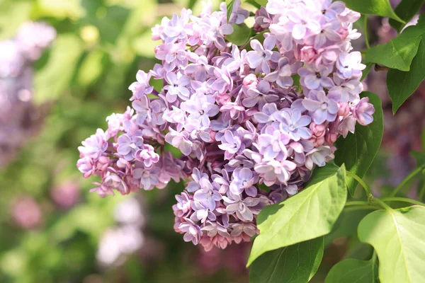 Lilac close-up with pink-blue flowers. An abundance of lilac flowers for a romantic floral banner. Beautiful lilac flowers in the park